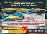 Induced Fish Breeding